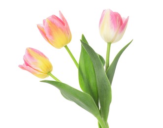 Photo of Three beautiful colorful tulips isolated on white