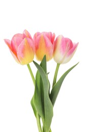 Photo of Three beautiful colorful tulips isolated on white