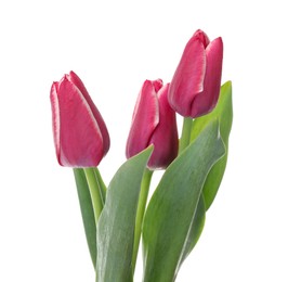 Photo of Three beautiful pink tulips isolated on white