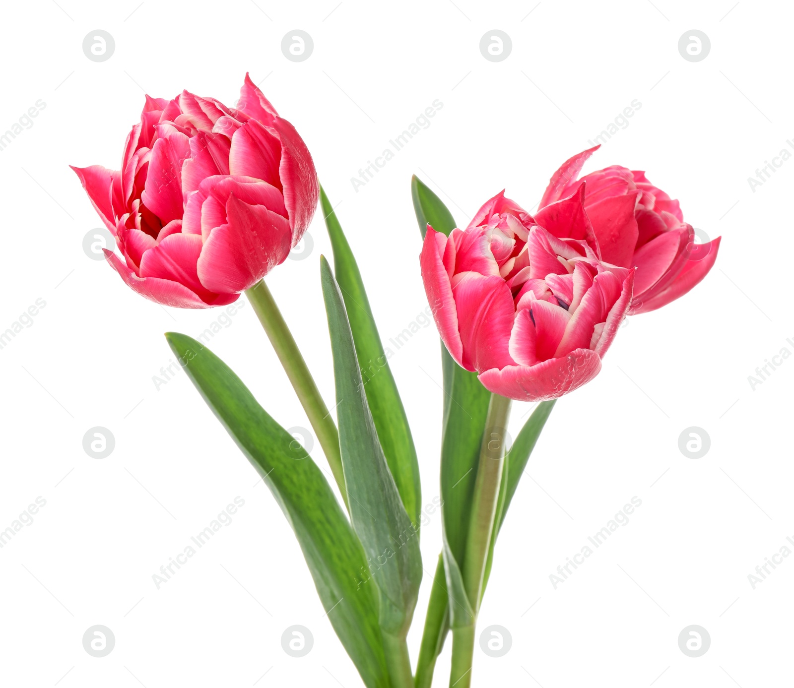 Three beautiful pink tulips isolated on white Photo of Three beautiful pink tulips isolated on white