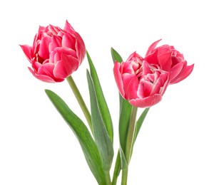 Photo of Three beautiful pink tulips isolated on white