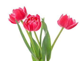 Photo of Three beautiful pink tulips isolated on white