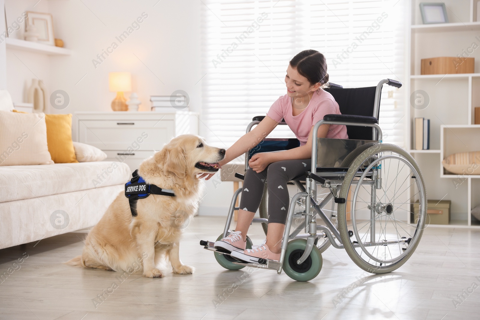 Girl in wheelchair with her service dog at home. Space for text Photo of Girl in wheelchair with her service dog at home. Space for text