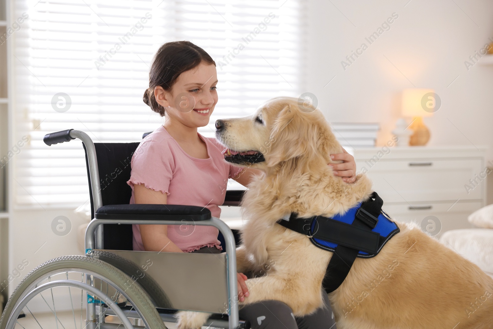 Girl in wheelchair with her service dog at home Photo of Girl in wheelchair with her service dog at home