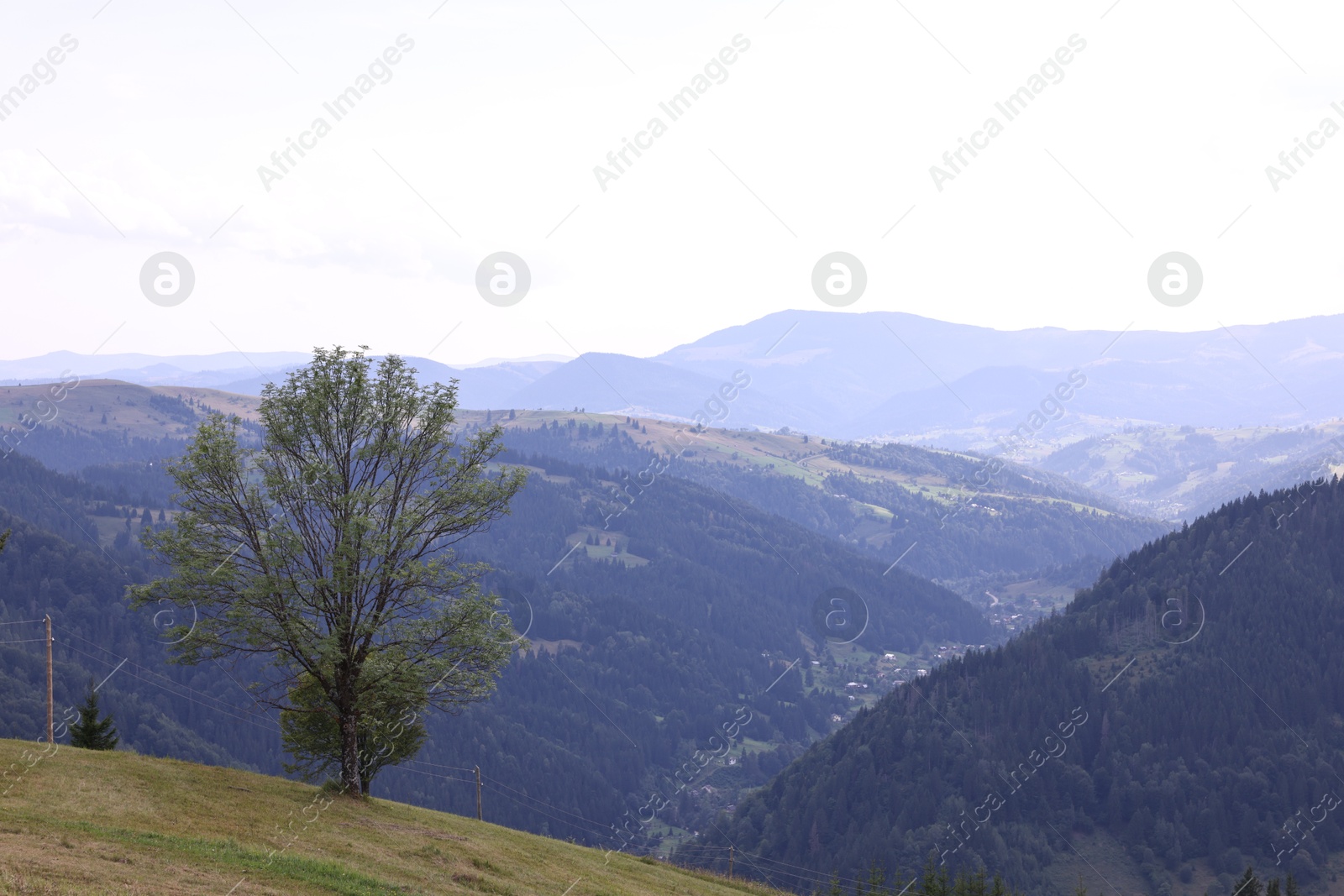 Beautiful view of forest in mountains under sky Photo of Beautiful view of forest in mountains under sky