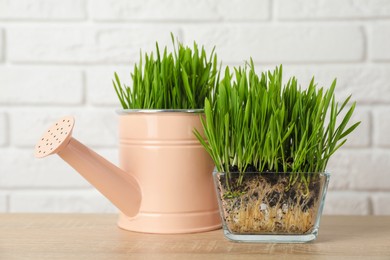Photo of Wheat grass in transparent pot and watering can on wooden table near white brick wall