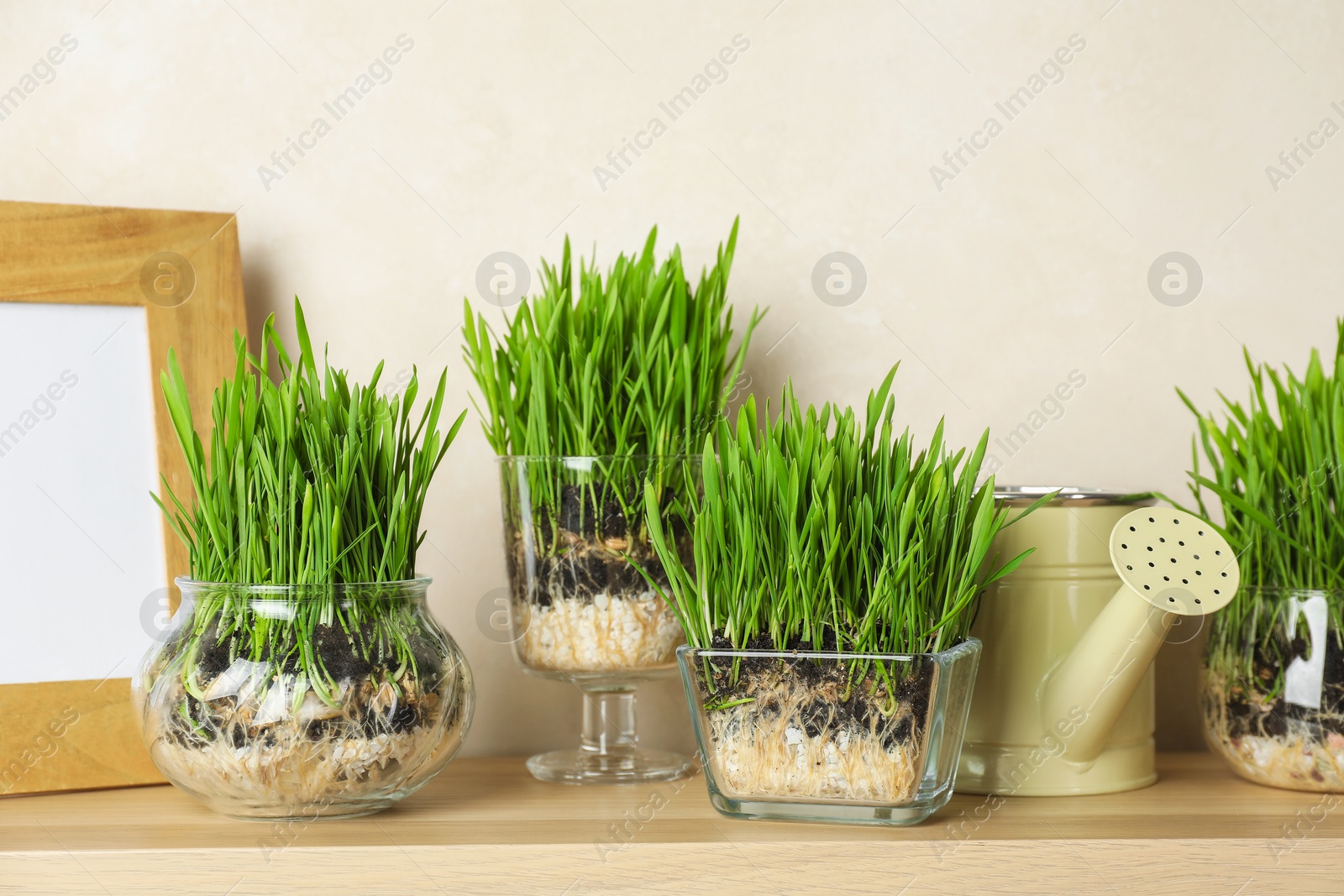 Wheat grass in transparent pots, frame and watering can on wooden table near light wall Photo of Wheat grass in transparent pots, frame and watering can on wooden table near light wall