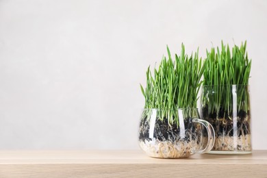 Photo of Wheat grass in transparent pots on wooden table near light wall. Space for text