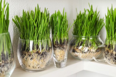 Photo of Wheat grass in transparent pots on shelf near light wall, closeup