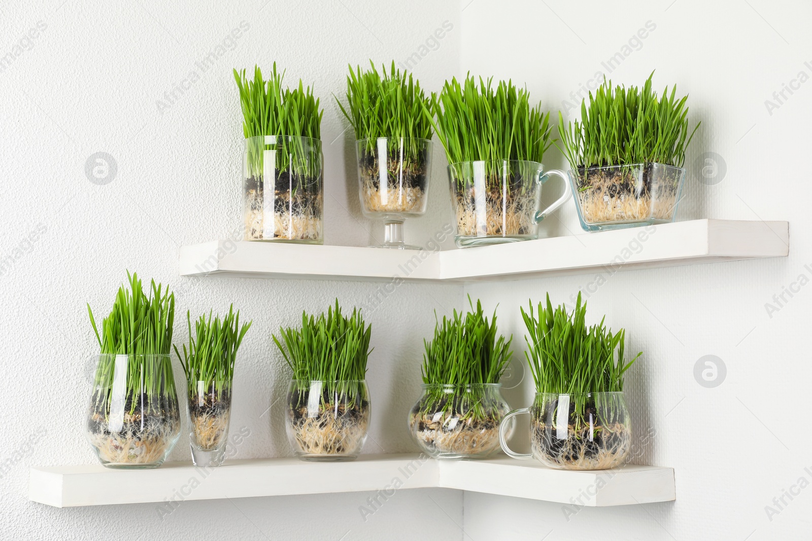 Wheat grass in transparent pots on shelves near light wall Photo of Wheat grass in transparent pots on shelves near light wall