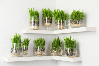Photo of Wheat grass in transparent pots on shelves near light wall