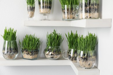 Photo of Wheat grass in transparent pots on shelves near light wall
