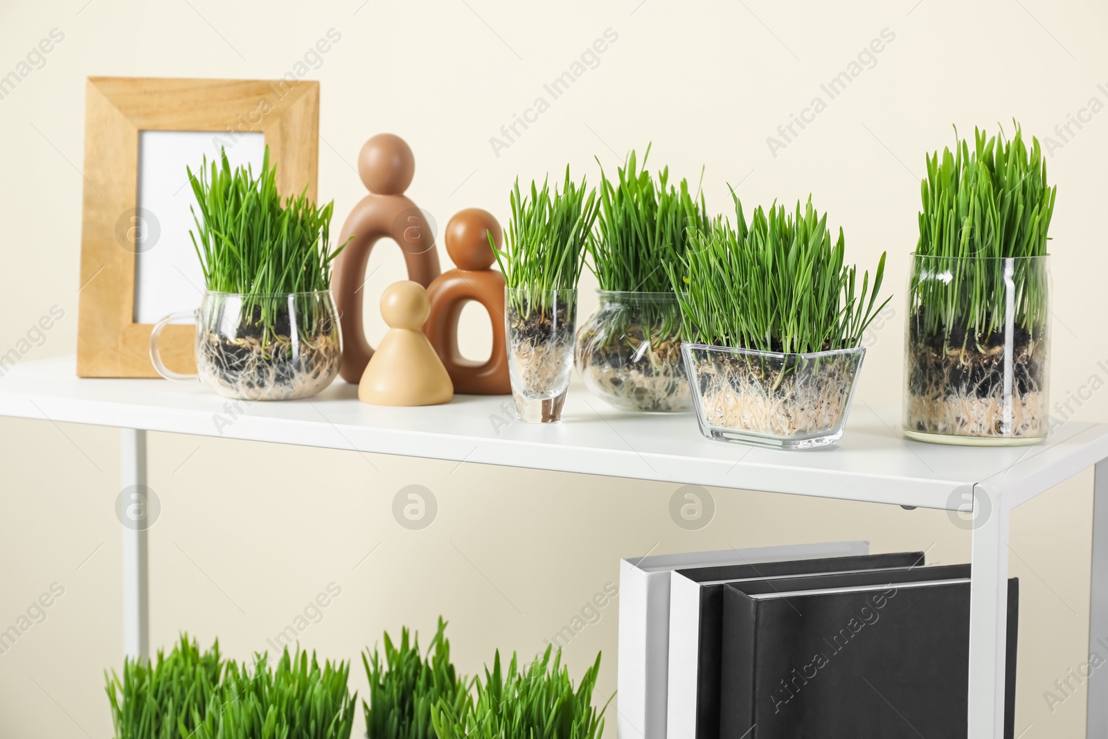Wheat grass in transparent pots and decor on shelf near light wall, closeup Photo of Wheat grass in transparent pots and decor on shelf near light wall, closeup