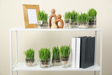 Photo of Wheat grass in transparent pots and decor on shelves near light wall