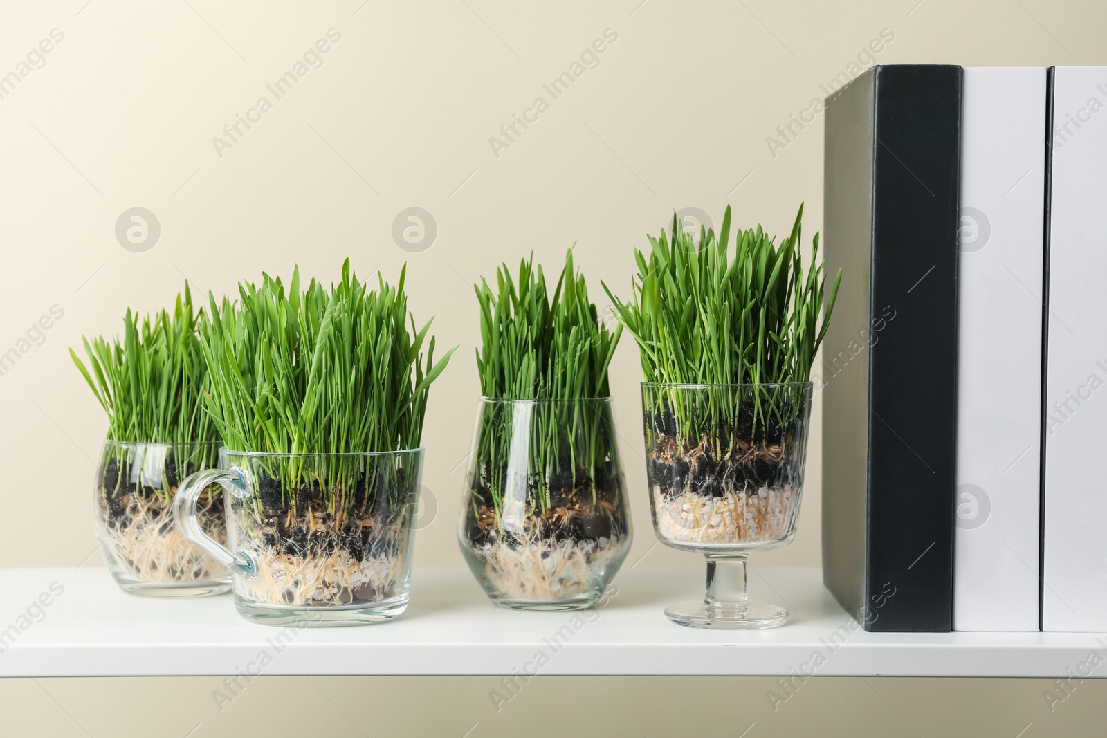 Wheat grass in transparent pots and decor on shelf near light wall Photo of Wheat grass in transparent pots and decor on shelf near light wall