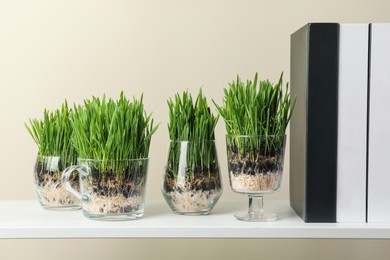 Photo of Wheat grass in transparent pots and decor on shelf near light wall