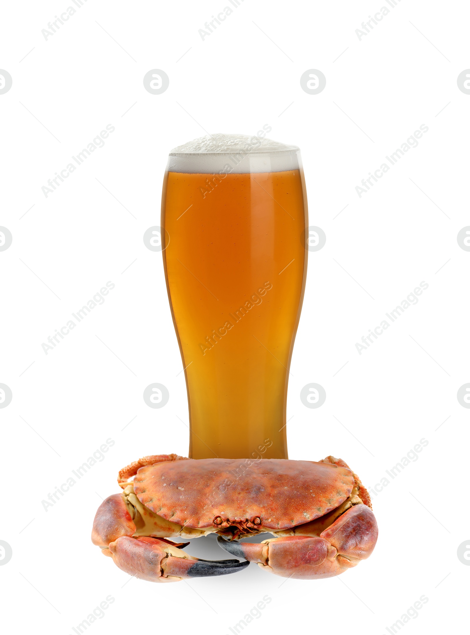 Full glass of beer and cooked crab isolated on white Image of Full glass of beer and cooked crab isolated on white
