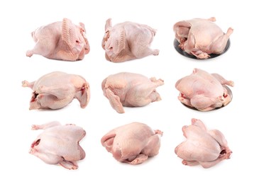 Image of Whole raw turkey isolated on white, set