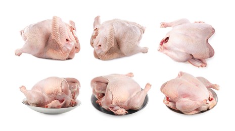 Image of Whole raw turkey isolated on white, set