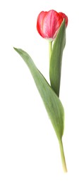 Photo of One beautiful pink tulip isolated on white