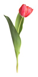 Photo of One beautiful pink tulip isolated on white