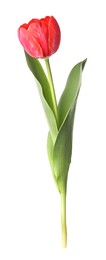 Photo of One beautiful pink tulip isolated on white