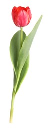 Photo of One beautiful pink tulip isolated on white