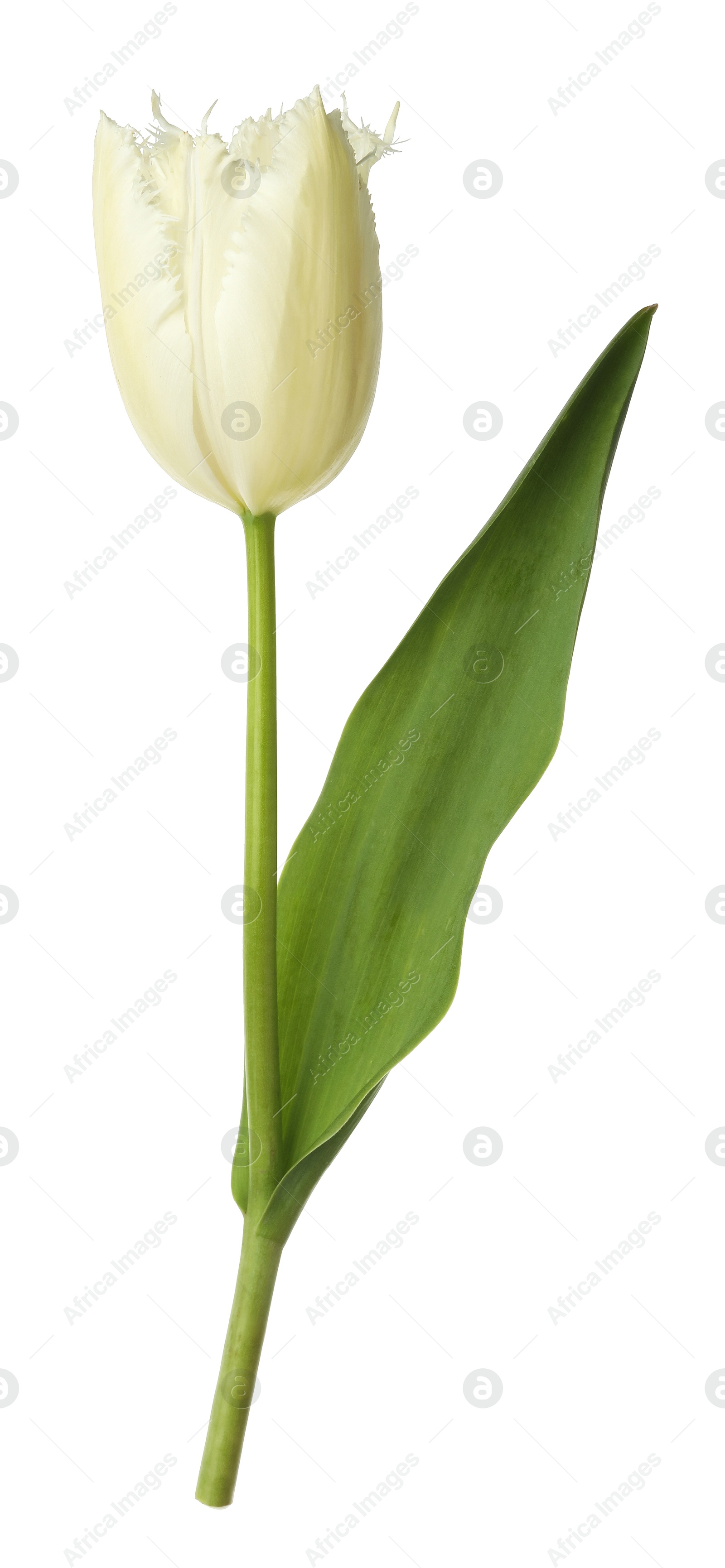 One beautiful color tulip isolated on white Photo of One beautiful color tulip isolated on white