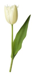 Photo of One beautiful color tulip isolated on white