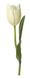 Photo of One beautiful color tulip isolated on white