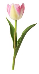 Photo of One beautiful colorful tulip isolated on white
