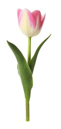 Photo of One beautiful colorful tulip isolated on white