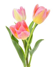 Photo of Three beautiful colorful tulips isolated on white