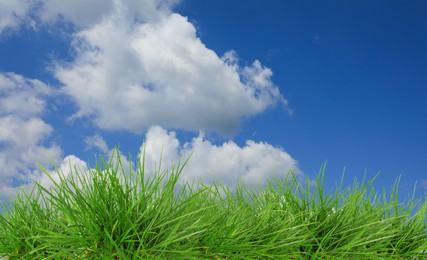 Image of Lush green grass growing under blue sky with clouds