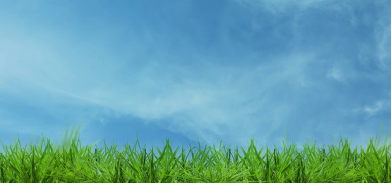 Image of Lush green grass growing under blue sky. Banner design