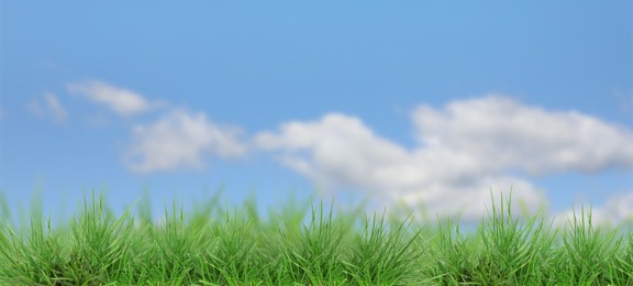 Image of Lush green grass growing under blue sky with clouds. Banner design
