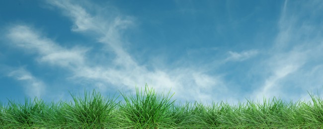 Image of Lush green grass growing under blue sky with clouds. Banner design