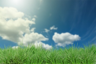 Image of Lush green grass growing under blue sky with clouds on sunny day