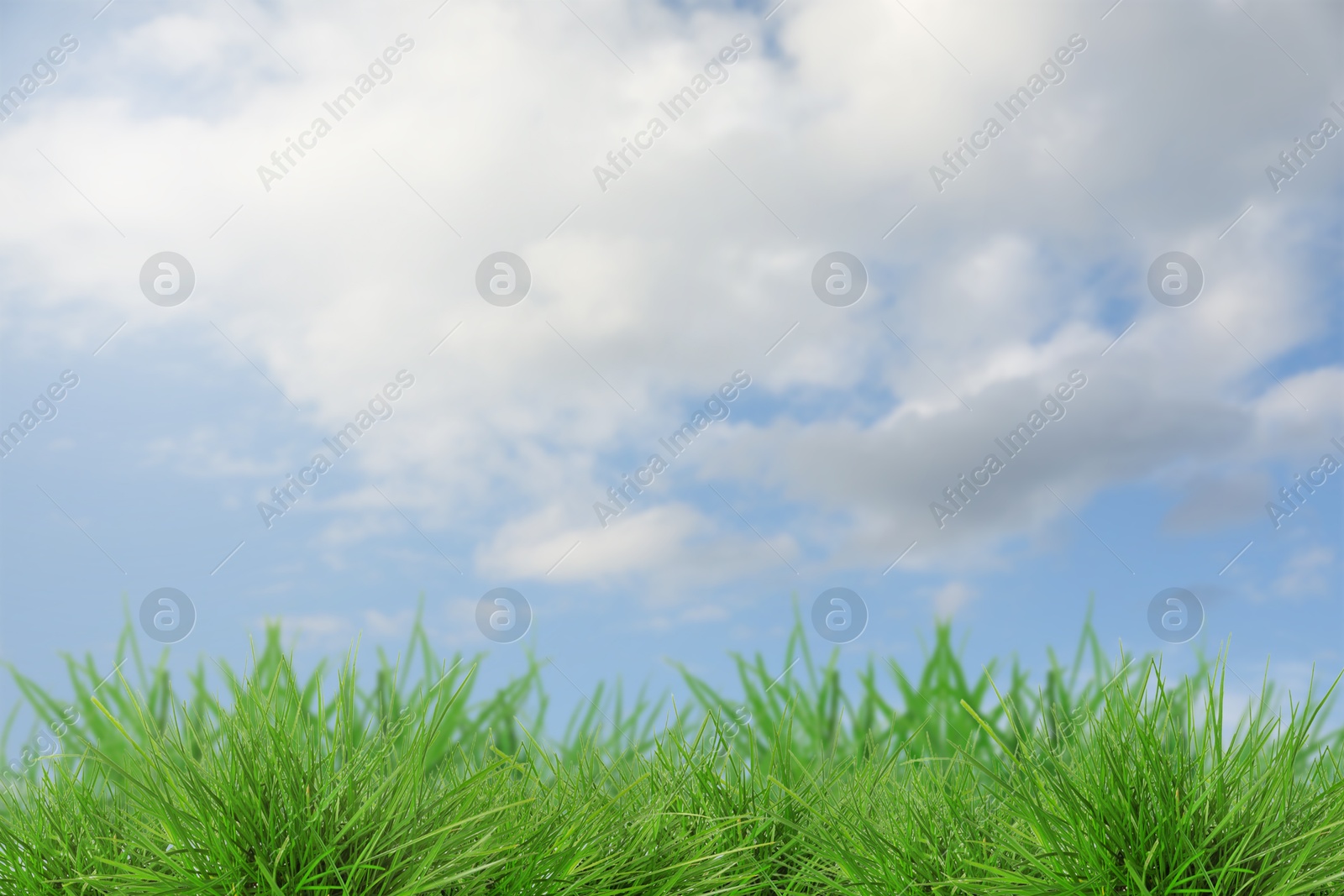 Lush green grass growing under blue sky with clouds Image of Lush green grass growing under blue sky with clouds
