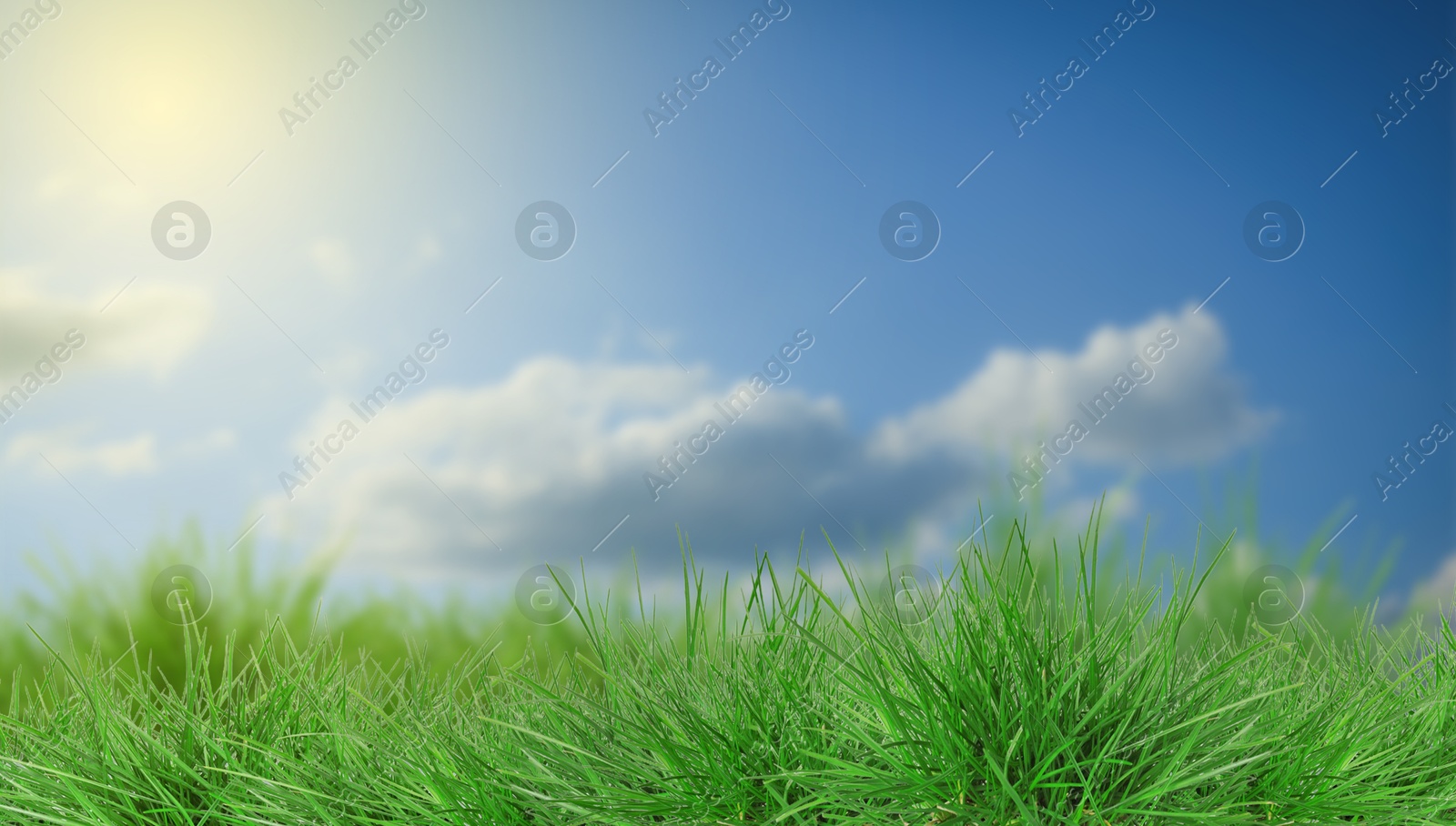Lush green grass growing under blue sky with clouds on sunny day. Banner design Image of Lush green grass growing under blue sky with clouds on sunny day. Banner design