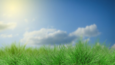 Image of Lush green grass growing under blue sky with clouds on sunny day. Banner design