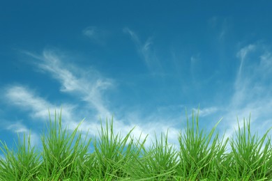 Image of Lush green grass growing under blue sky