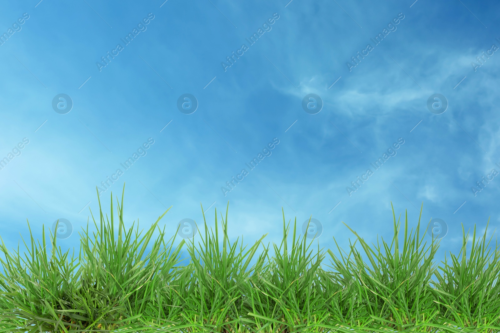 Lush green grass growing under blue sky Image of Lush green grass growing under blue sky