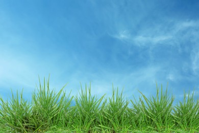 Image of Lush green grass growing under blue sky
