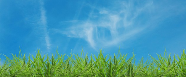 Image of Lush green grass growing under blue sky. Banner design