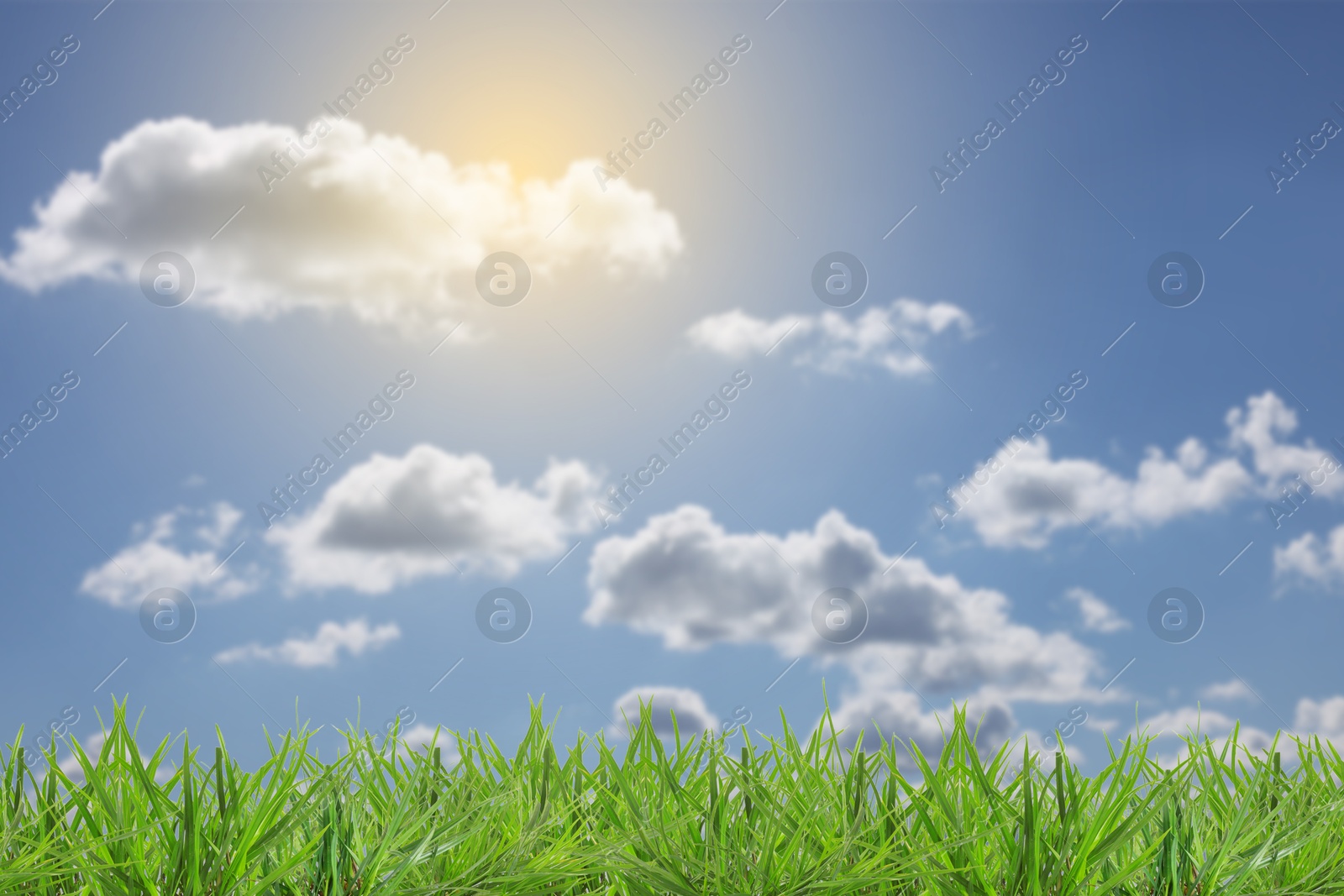 Lush green grass growing under blue sky with clouds on sunny day Image of Lush green grass growing under blue sky with clouds on sunny day