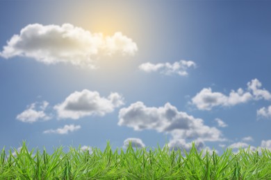 Image of Lush green grass growing under blue sky with clouds on sunny day
