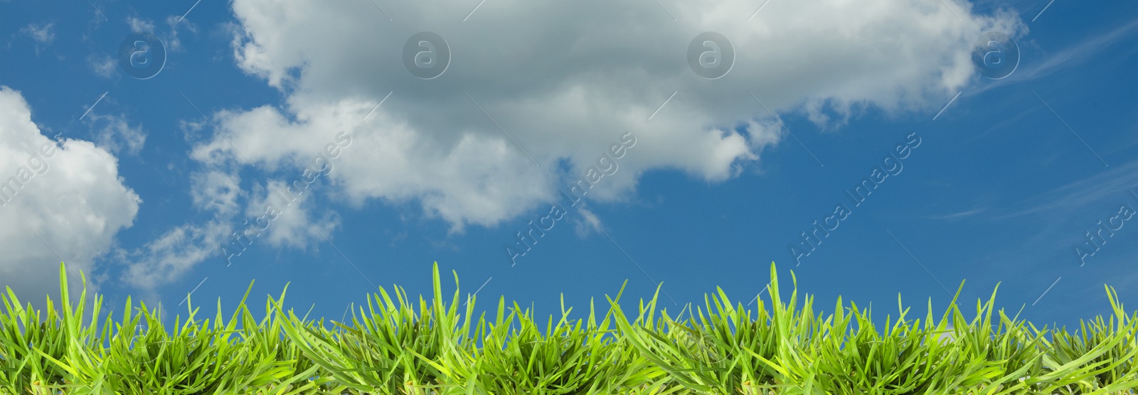 Lush green grass growing under blue sky with clouds. Banner design Image of Lush green grass growing under blue sky with clouds. Banner design