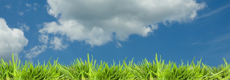 Image of Lush green grass growing under blue sky with clouds. Banner design