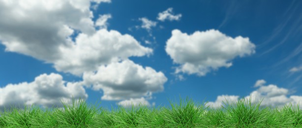 Image of Lush green grass growing under blue sky with clouds. Banner design